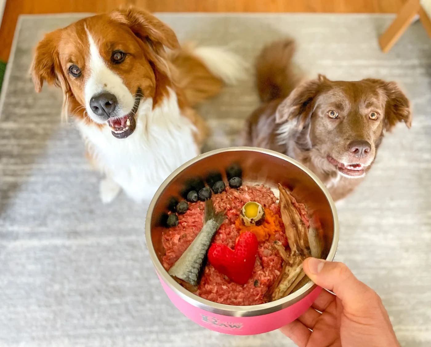 Roxy and Mittens waiting behind a bowl of raw food topped with a sardine, blueberries, and a quail egg
