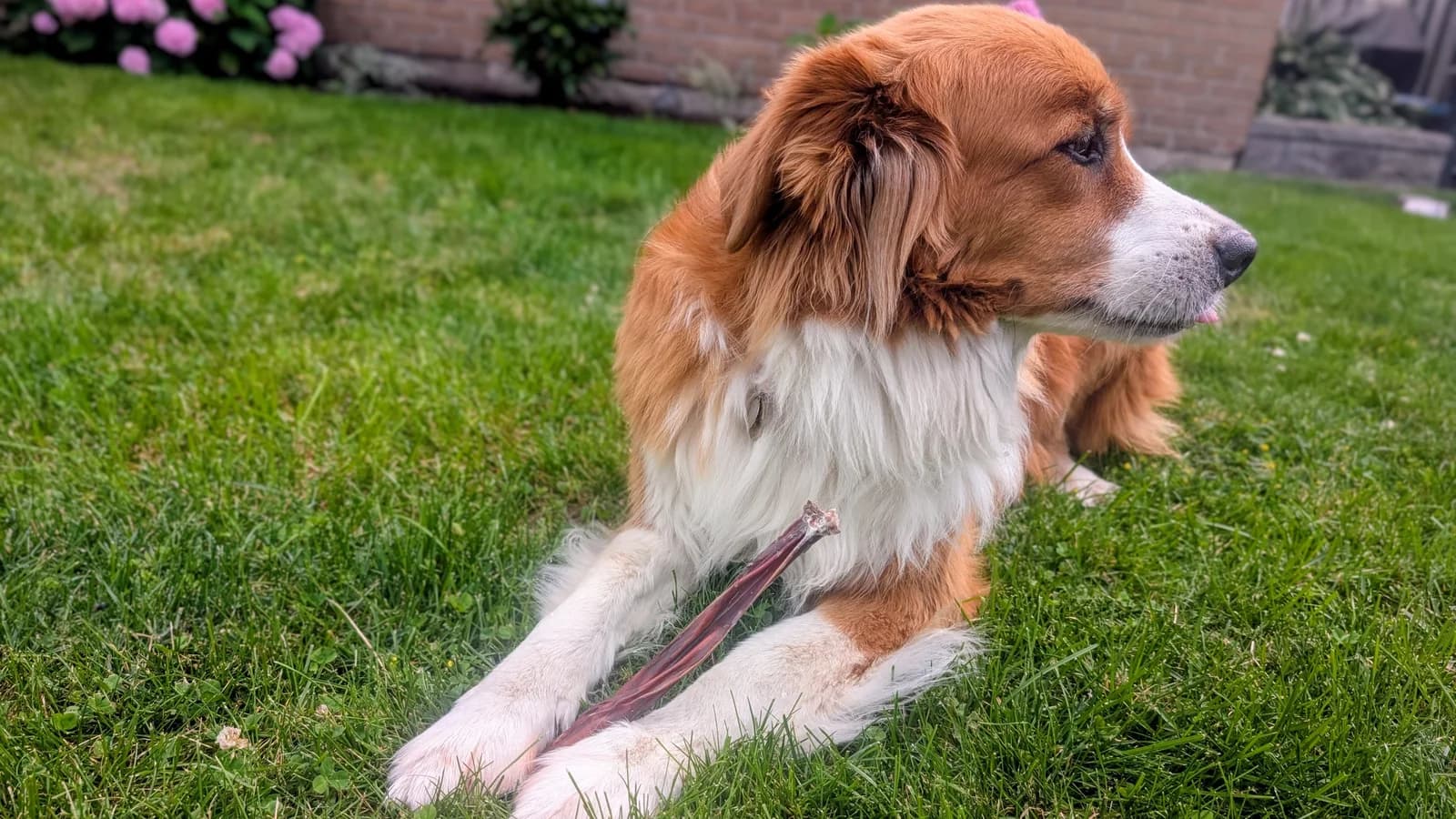 Roxy lying in the grass with a partly chewed bully stick held between her front paws