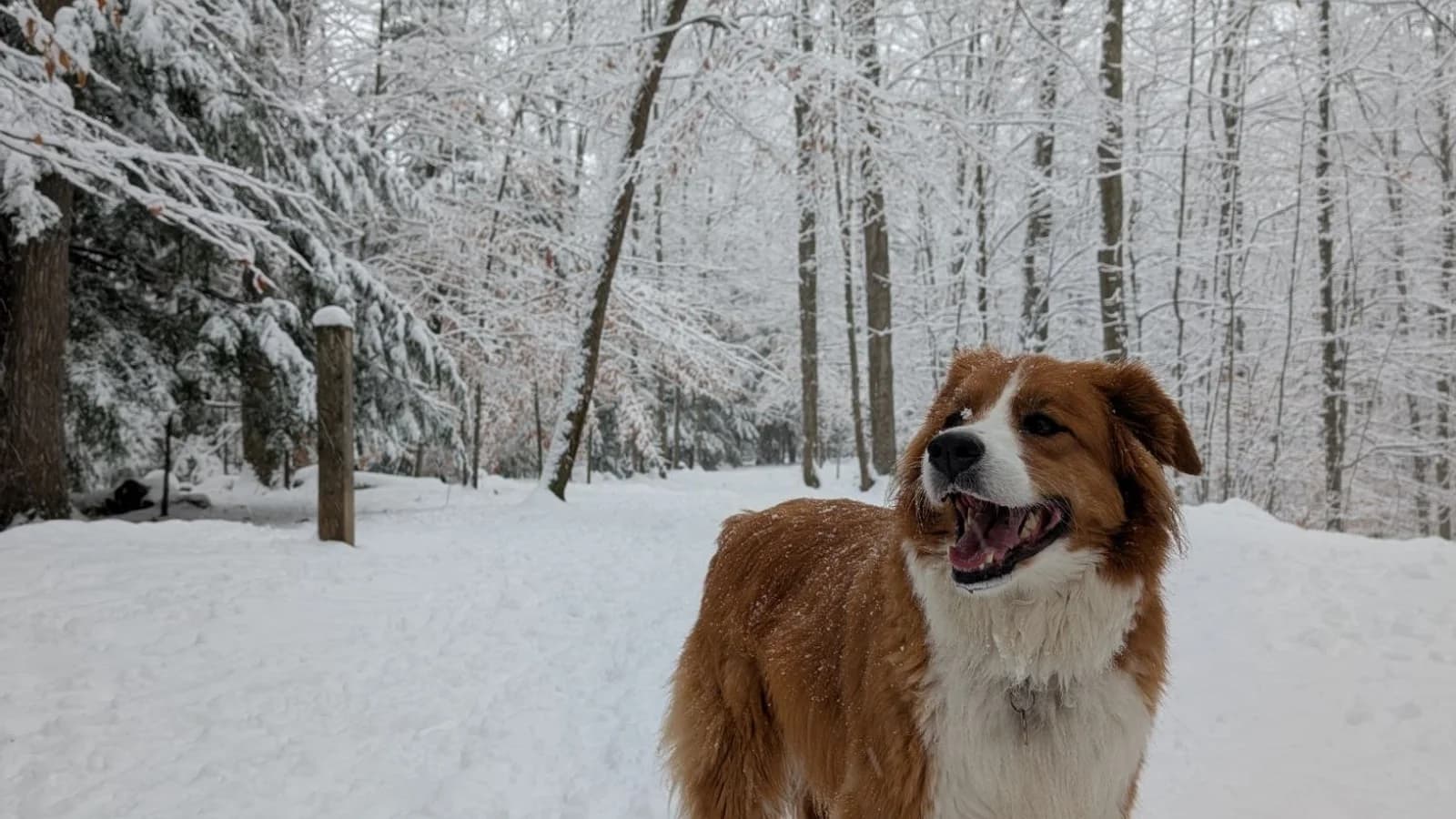 Roxy standing in the snowy woods with her mouth open, teeth and tongue visible mid-pant