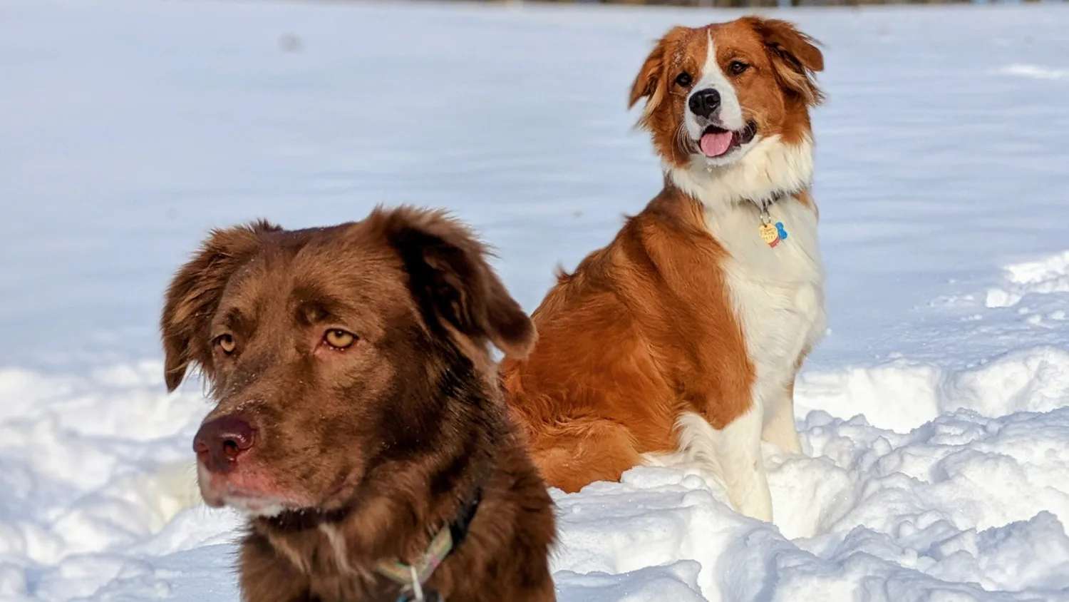 Mittens and Roxy sitting together in deep snow