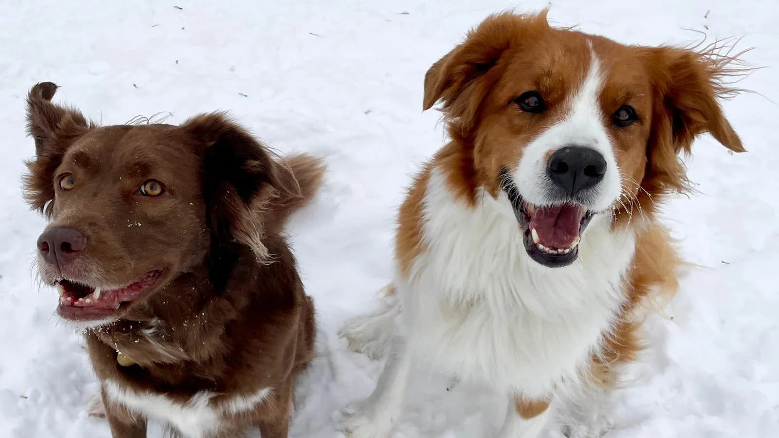 My two dogs, Mittens and Roxy, sitting in the snow and looking up for a treat