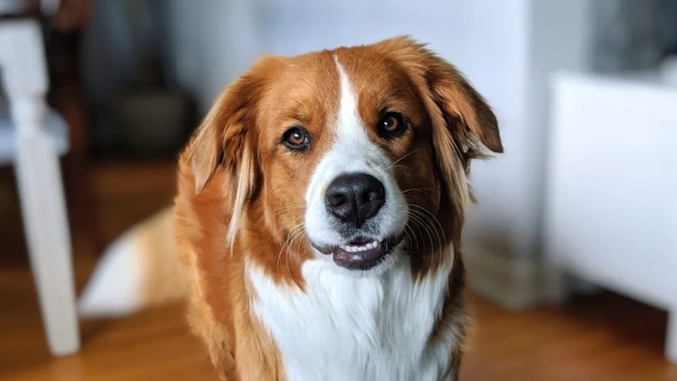 Roxy standing indoors with a curious head tilt