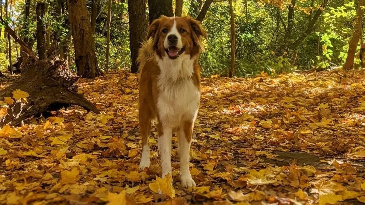 Roxy, one of my two dogs, standing on a woodland trail covered in golden autumn leaves