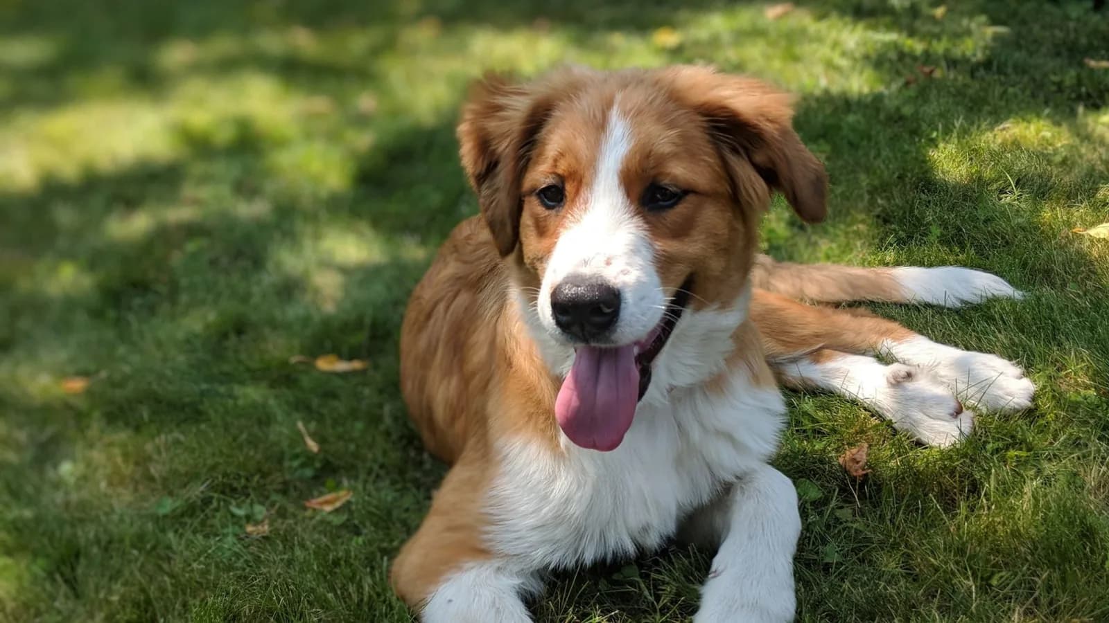Roxy as a puppy, lying in the grass with her tongue out