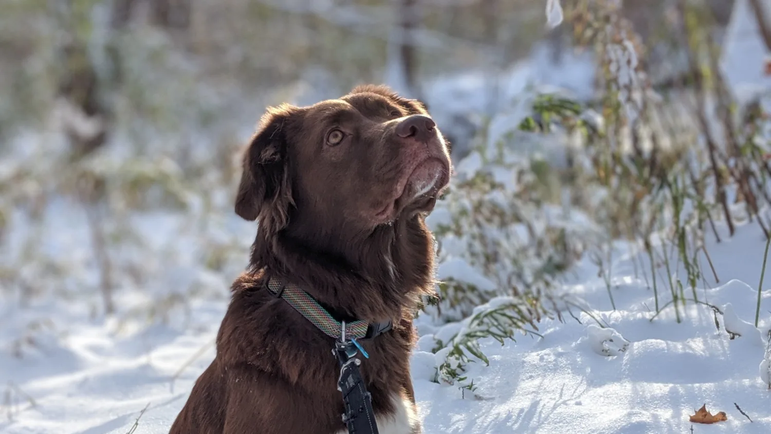 Mittens sitting in a snowy forest, looking up expectantly
