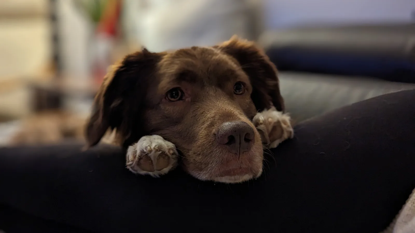 Mittens resting her chin on the arm of the couch