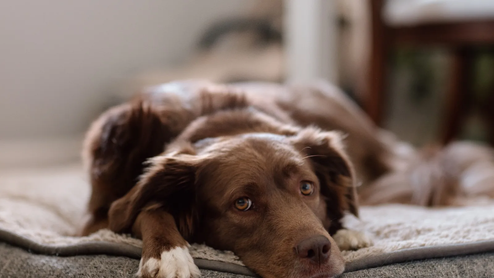 Mittens resting on her dog bed with a tired look