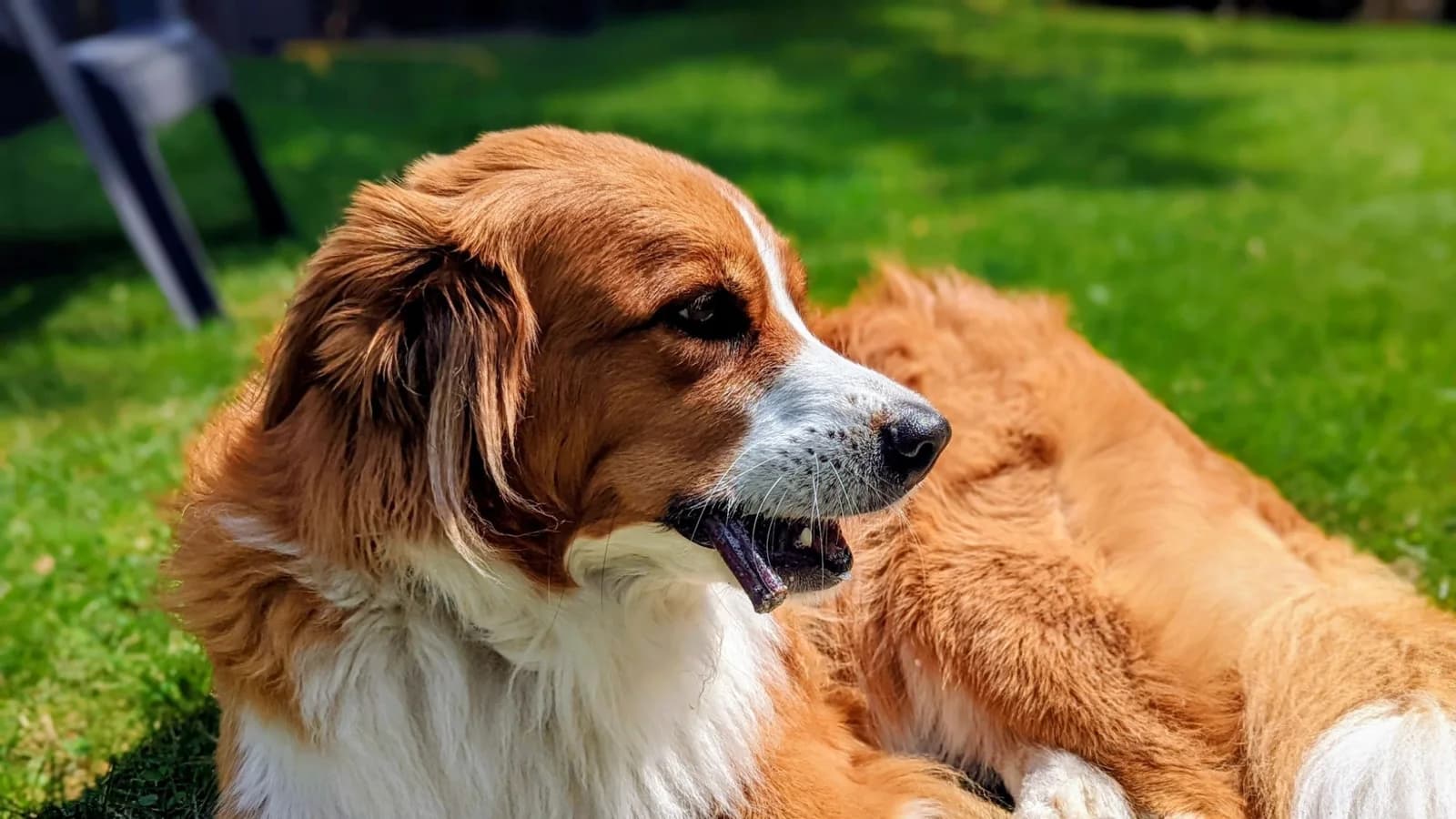 Roxy lying in sunny grass, mid-chew on a treat