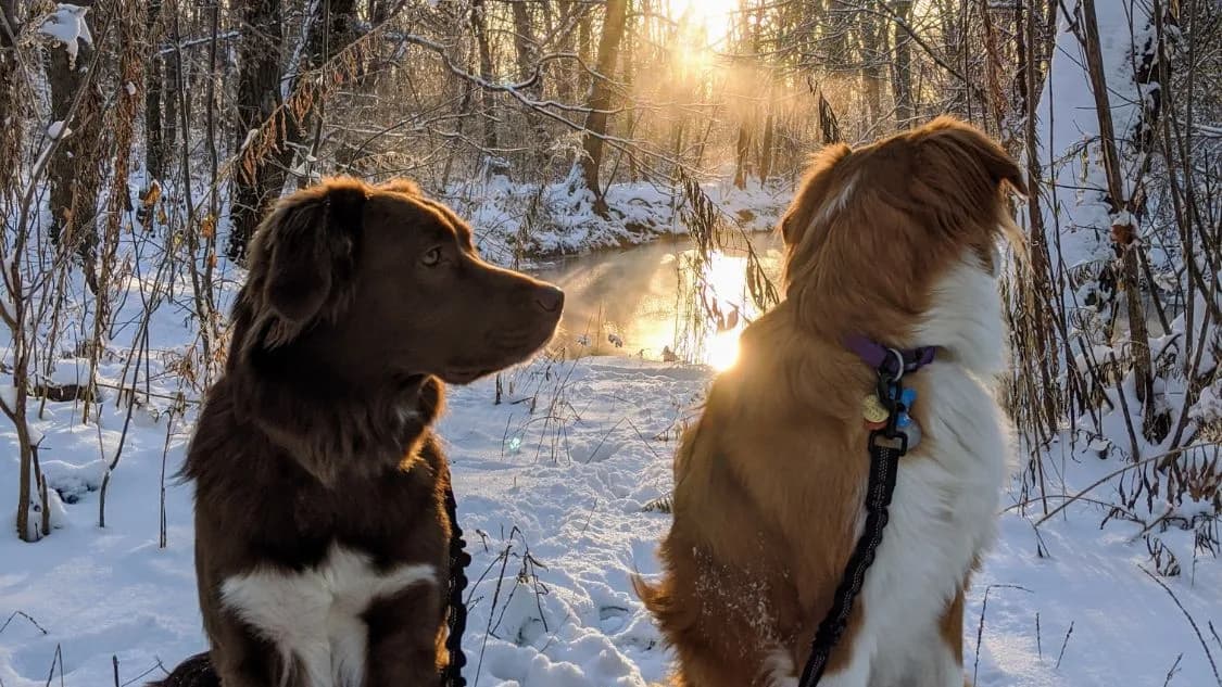 Roxy and Mittens sitting face to face on a snowy trail at sunset
