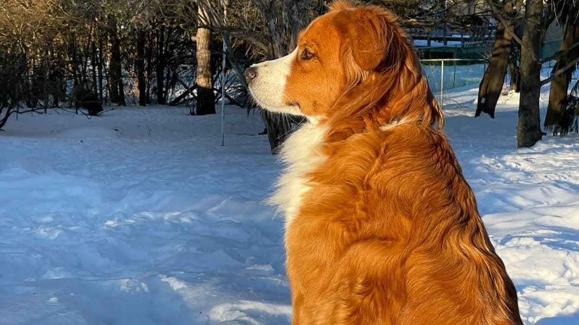 Roxy sitting in profile in the snow at golden hour