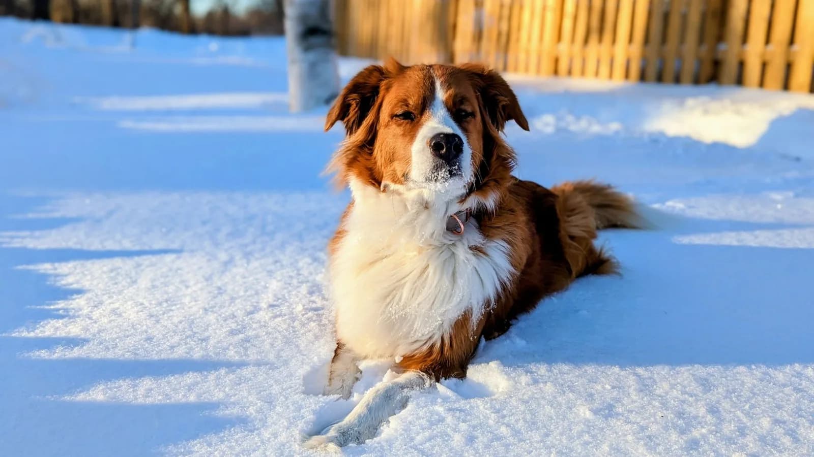 Roxy lying in the snow in golden evening light