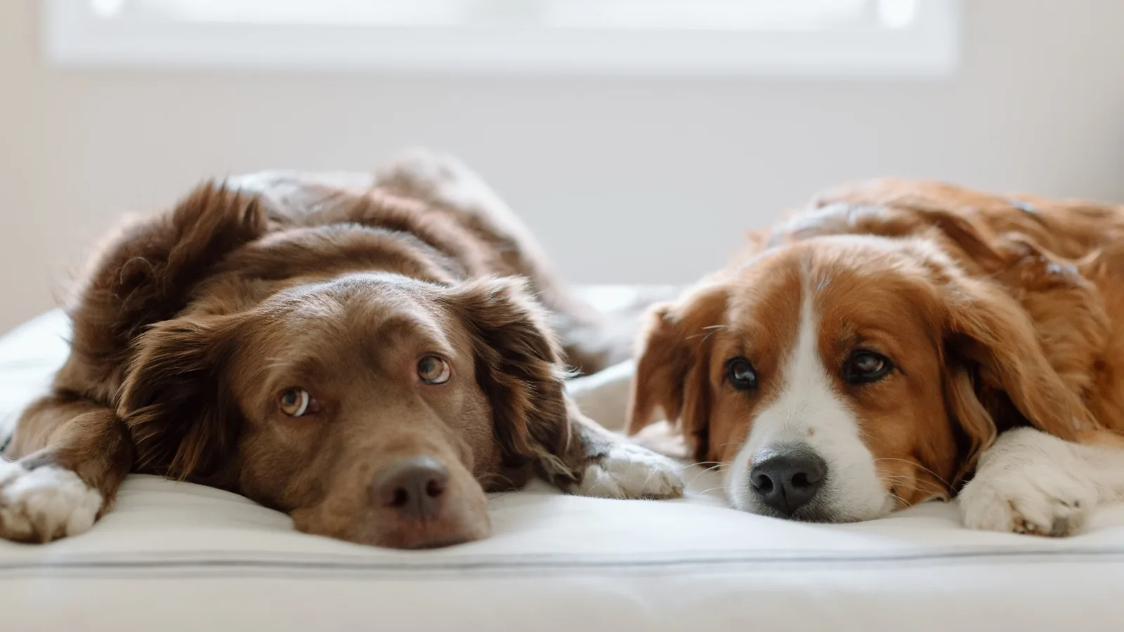 Roxy and Mittens lying calmly side by side on a white bed