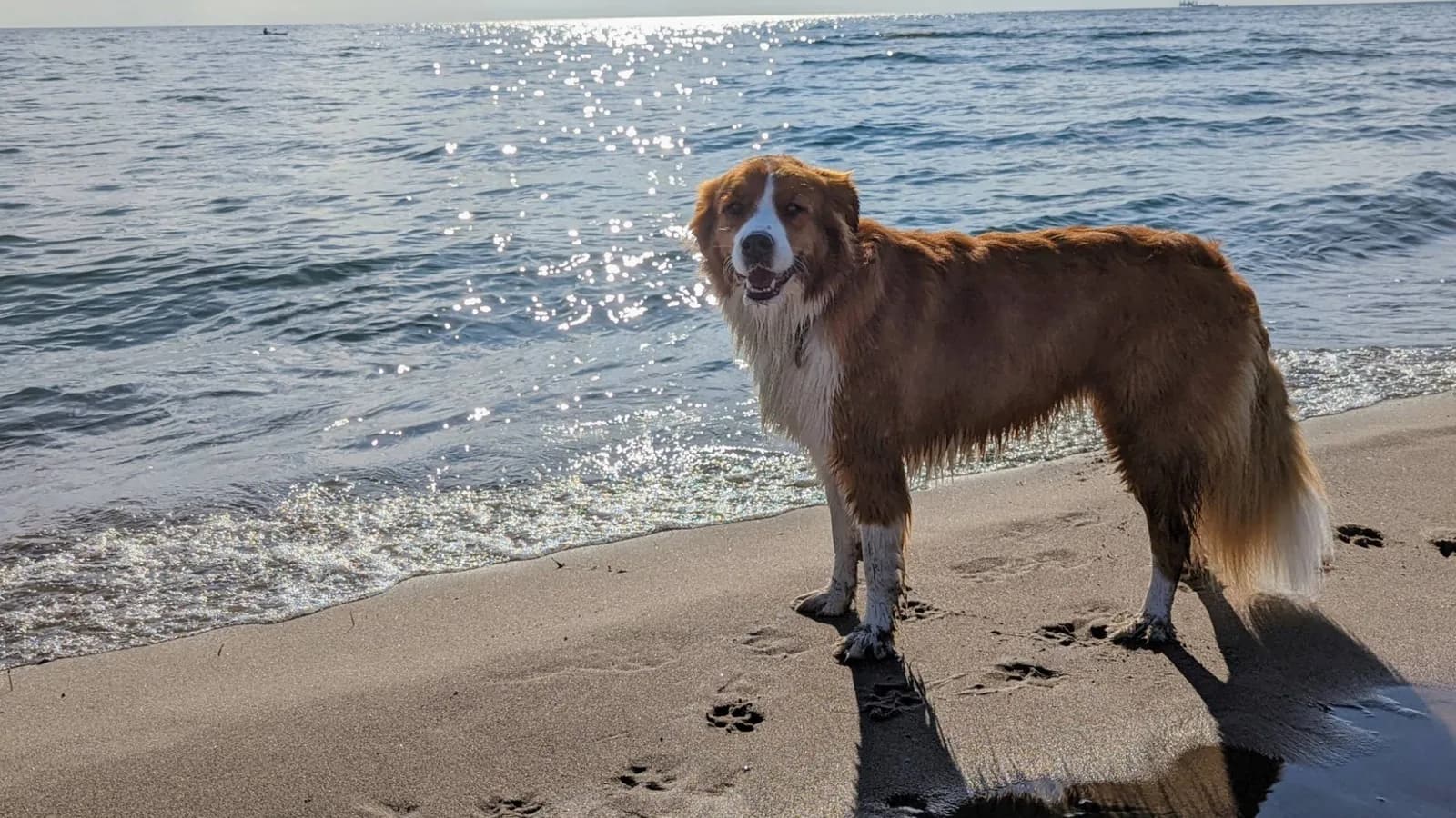 Roxy standing at the water's edge on a sandy beach