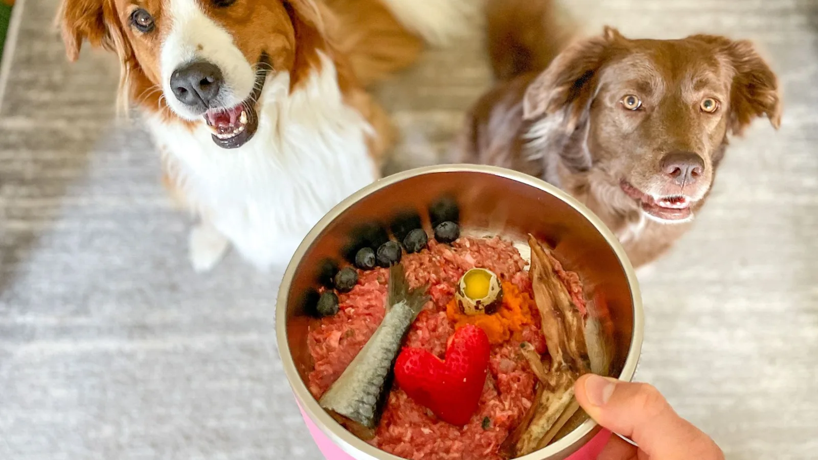 Roxy and Mittens waiting behind a bowl of raw food topped with a sardine, blueberries, and a quail egg