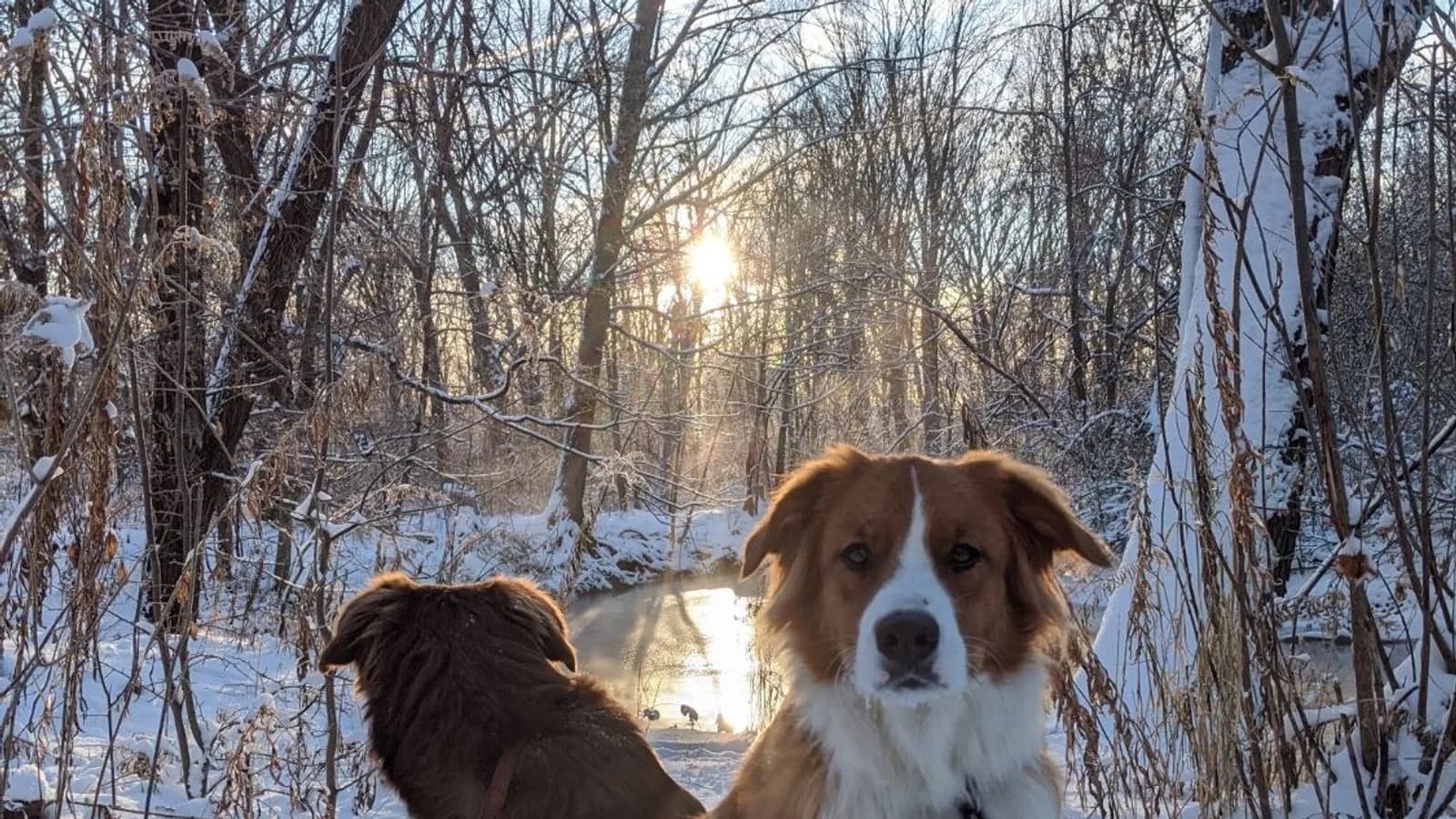 Roxy and Mittens walking a snowy forest trail together in low winter sun