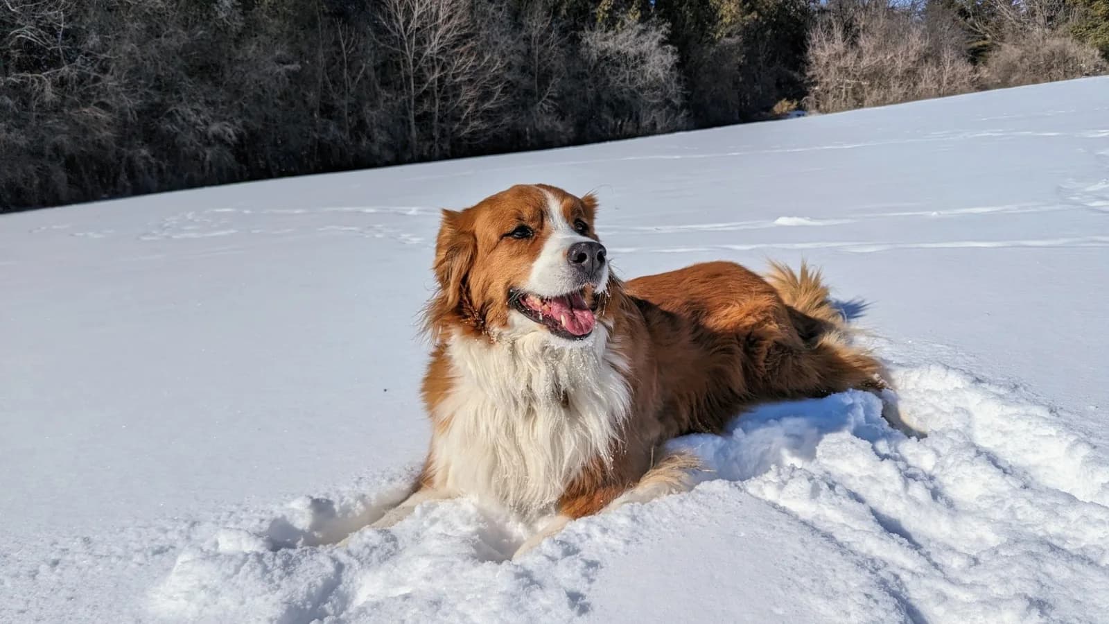 Roxy lying in a deep snow field, ears relaxed and mouth open in a calm pant