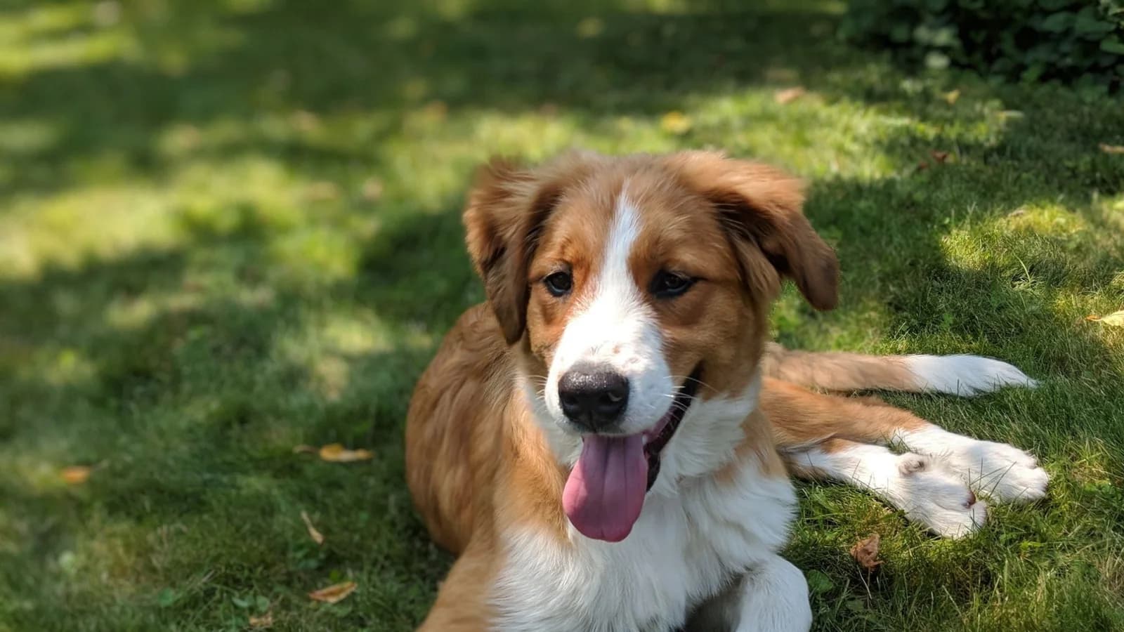 Roxy as a puppy, lying alert in the grass with her tongue out, ready to train